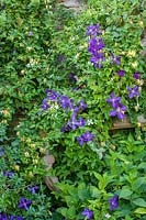 Villa La Foce, Tuscany, Italy. Clematis and Honeysuckle growing over wall