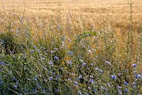 Wild flowers ( Chicory ) at edge of Barley field, late summer, Italy