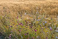 Wild flowers ( Chicory and Knapweed ) at edge of Barley field, late summer, Italy