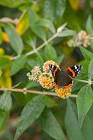 Red Admiral butterfly on Buddleja