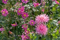 Pink 'Cactus' Dahlia and Anemone 'Bressingham Glow'