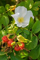 Rosa rugosa 'Alba' showing flower and hips