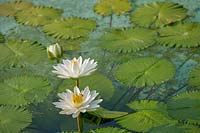 White Water Lily ( Nymphaea )