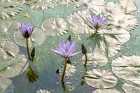 Blue Water lily ( Nymphaea )