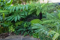 Beechwell Garden ( Tim Wilmot ), Bristol, UK. Exotic town garden with architectural, sub tropical planting
