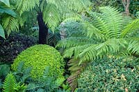 Beechwell Garden ( Tim Wilmot ), Bristol, UK. Exotic town garden with Dicksonia antartica ( tree Ferns )