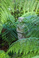Beechwell Garden ( Tim Wilmot ), Bristol, UK. Exotic town garden with Dicksonia antartica ( tree Ferns ) around statue