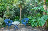 Beechwell Garden ( Tim Wilmot ), Bristol, UK. Exotic town garden with architectural, sub tropical planting