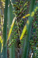 Seed pods of Butia capitata