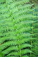 Dicksonia antartica ( Tree fern ) foliage