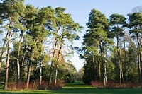 Westonbirt arboretum in winter with Scots Pine (  Pinus sylvestris ) underplanted Cornus alba ( Dogwood )