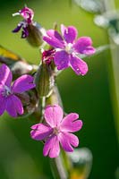 Silene dioica ( Red Campion )