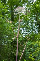 Angelca sylvestris ( Wild Angelica )