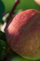 Malus domestica  'Burrow Hill Early' ( cider apple )
