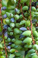 Mahonia 'Charity' berries in winter ( Oregon Grape )