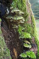 Bracket Fungus and Lichen on tree in winter