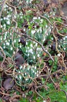 Sherborne Garden, Litton, Somerset ( Southwell ). Contorted Hazel with snowdrops and bulbs.