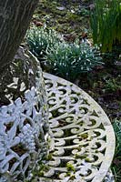 Sherborne Garden, Litton, Somerset ( Southwell ). Tree Seat with snowdrops and bulbs.