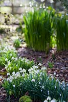 Sherborne Garden, Litton, Somerset ( Southwell ). Early spring garden with snowdrops and bulbs.