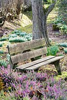 Sherborne Garden, Litton, Somerset ( Southwell ). Early spring garden with snowdrops and wooden bench.