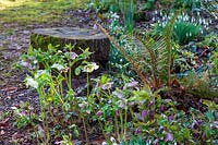 Sherborne Garden, Litton, Somerset ( Southwell ). Early spring garden with Helleborus x hybridus.