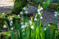 Sherborne Garden, Litton, Somerset ( Southwell ). Ornamental mushrooms in woodland garden