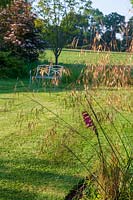 Wellfield Barn, Wells, Somerset, UK ( Nasmyth ) stipa gigantea at edge of lawn,( PR available )