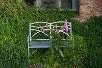 Wellfield Barn, Wells, Somerset, UK ( Nasmyth ) Elegant metal bench with Foxgloves growing through,( PR available )