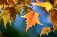 Red Acer leaf in autumn