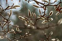 Early spring Magnolia buds