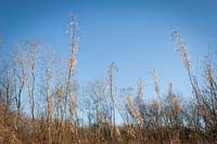 Seedheads of Rosebay Willowherb in winter, blue sky behind