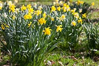 Daffodil clumps in early spring