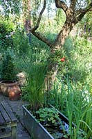 Carole Waller's garden at Bathford, Somerset, summer. small containerised pond feature on the deck