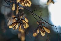 Acer oliveranum seeds in winter