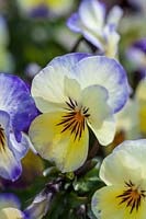 Winter Pansies ( Viola )
