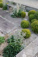 Topiary sphere shaped box balls in paved courtyard at Barbara Stockitts garden at West Kington, Wiltshire