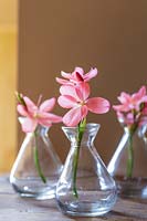 Small glass vases with pink flowers
