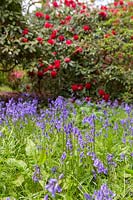 Bluebells and Rhododendrons in Spring at Westonbirt arboretum