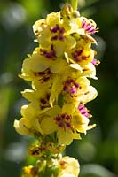 Verbascum chaixii, commonly known as nettle-leaved mullein