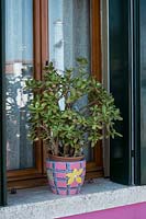Potted plant on windowsill on The Island of Burano, Venice, Italy.