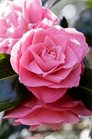 Camellia x williamsii 'Joe Nuccio'