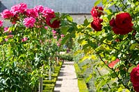 Chateau Villandry, Loire Valley, France, roses in the famous knot garden and parterre