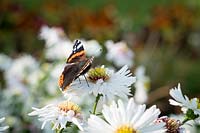 Red Admiral butterfly on white daisy