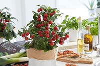 Solanum lycopersicum Pillar Tomatoesâ„¢ F1 Catch Red