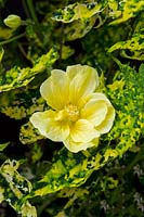 Abutilon pictum Thompsonii Yellow