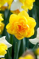 Narcissus Apotheose