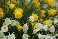 Narcissus bulbocodium mixed