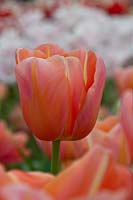 Tulipa Montelimar