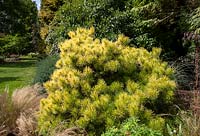 Pinus contorta Frisian Gold