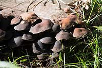 Pleurotus ostreatus, oyster mushroom